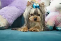 Mini Johnny 3lbs, a  Yorkshire Terrier for sale in Miami, FL – 6 of 7
