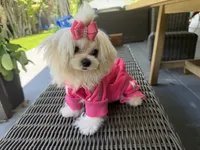 Mini Jolie, a female Maltese for sale in Miami, FL – 7 of 10