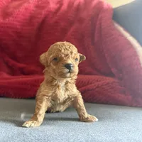 Tiny baby doll 2 lbs as adult, a male Poodle - Toy  for sale in Miami, FL – Photo 2 of 2