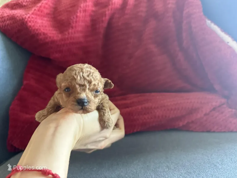 Tiny baby doll 2 lbs as adult