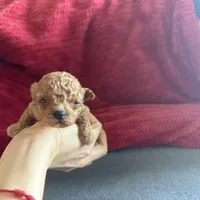 Tiny baby doll 2 lbs as adult, a male Poodle - Toy  for sale in Miami, FL – Photo 1 of 2
