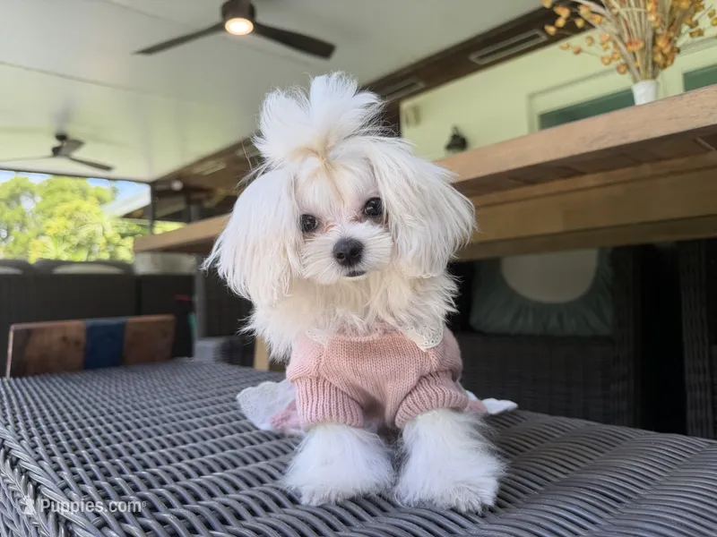 Mini Jolie – Maltese puppy for sale in Miami, FL