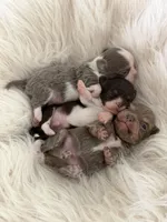 Buba, a male Chihuahua for sale in Miami, FL – 2 of 2