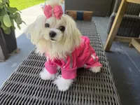 Mini Jolie, a female Maltese for sale in Miami, FL – 8 of 10