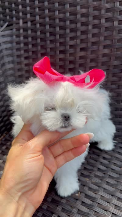 Mini tiny Lulu, a female Maltese for sale in Miami, FL – 5 of 5