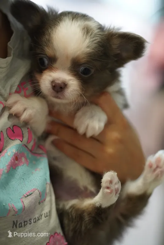 Simba – Chihuahua puppy for sale in Miami, FL