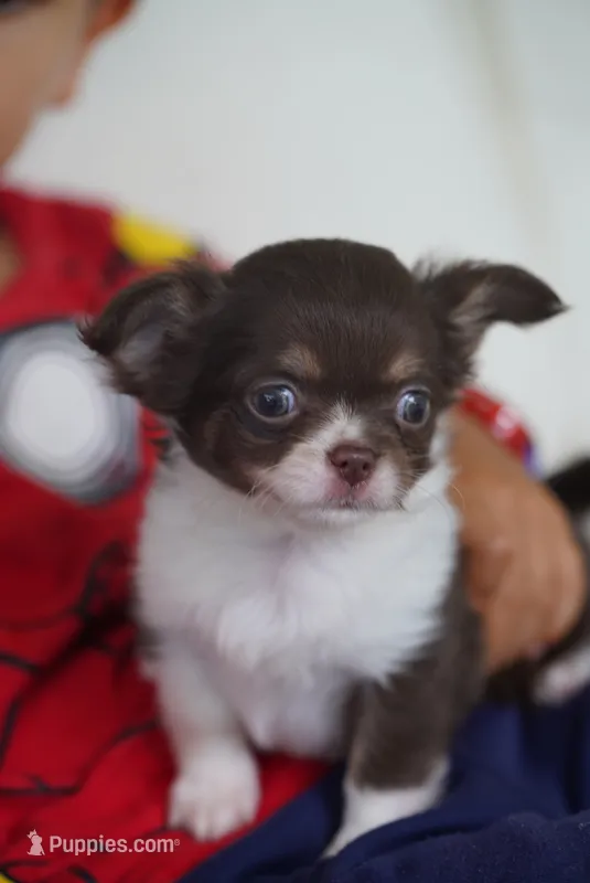 Rolly – Chihuahua puppy for sale in Miami, FL