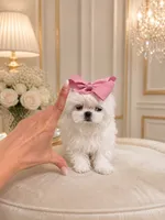 Mini tiny Lulu, a female Maltese for sale in Miami, FL – 1 of 5
