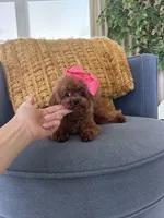 Mini Korean Bibi, a female Poodle - Toy  for sale in Miami, FL – 4 of 9