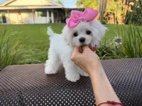 Mini Jolie, a female Maltese for sale in Miami, FL – 4 of 10