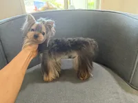Mini Johnny 3lbs, a  Yorkshire Terrier for sale in Miami, FL – 7 of 7