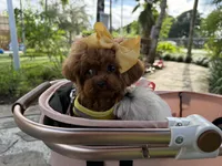 Mini Korean Bibi, a female Poodle - Toy  for sale in Miami, FL – 9 of 9