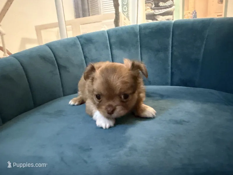 Simba – Chihuahua puppy for sale in Miami, FL