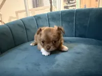 Simba, a male Chihuahua for sale in Miami, FL – 1 of 2