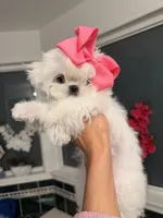 Mini tiny Lulu, a female Maltese for sale in Miami, FL – 3 of 5