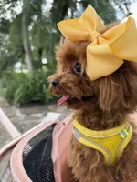 Mini Korean Bibi, a female Poodle - Toy  for sale in Miami, FL – 6 of 9
