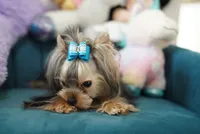 Mini Johnny 3lbs, a  Yorkshire Terrier for sale in Miami, FL – 5 of 7