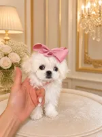 Mini tiny Lulu, a female Maltese for sale in Miami, FL – 2 of 5