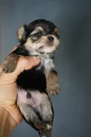 Whisper, a male Morkie for sale in Miami, FL – 2 of 2