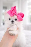 Ultra tiny baby, a female Maltese for sale in Miami, FL – Photo 2 of 3