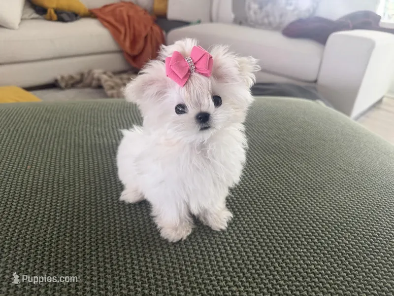 Ultra tiny baby – Maltese puppy for sale in Miami, FL