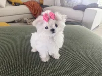 Ultra tiny baby, a female Maltese for sale in Miami, FL – Photo 1 of 3