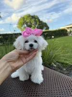 Mini Jolie, a female Maltese for sale in Miami, FL – 3 of 10