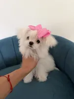 Ultra tiny baby, a female Maltese for sale in Miami, FL – 3 of 3