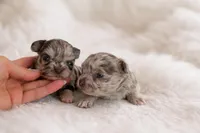 Choco merle girl, a female Chihuahua for sale in Miami, FL – Photo 2 of 3