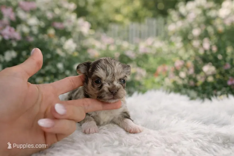 Choco merle girl – Chihuahua puppy for sale in Miami, FL