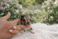 Choco merle girl, a female Chihuahua for sale in Miami, FL – Photo 1 of 3