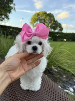 Tiny Chanel, a female Maltese for sale in Miami, FL – 3 of 3