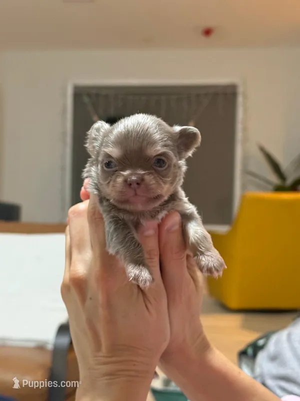Buba – Chihuahua puppy for sale in Miami, FL