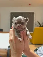 Buba, a male Chihuahua for sale in Miami, FL – 1 of 2