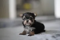 Whisper, a male Morkie for sale in Miami, FL – 1 of 2