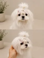 doll face Paris, a female Maltese for sale in Miami, FL – 1 of 4