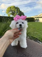 Mini Jolie, a female Maltese for sale in Miami, FL – 6 of 10