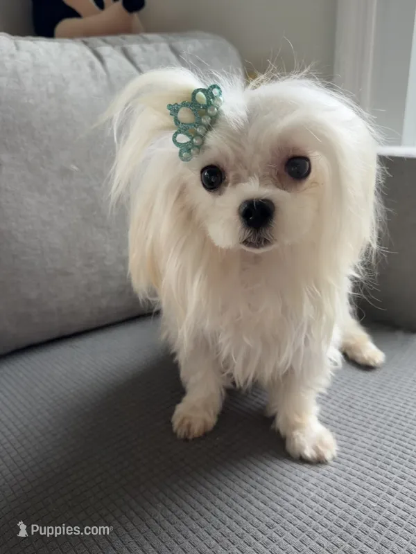 Benny – Maltese puppy for sale in Miami, FL