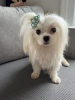 Benny, a male Maltese for sale in Miami, FL – 1 of 1
