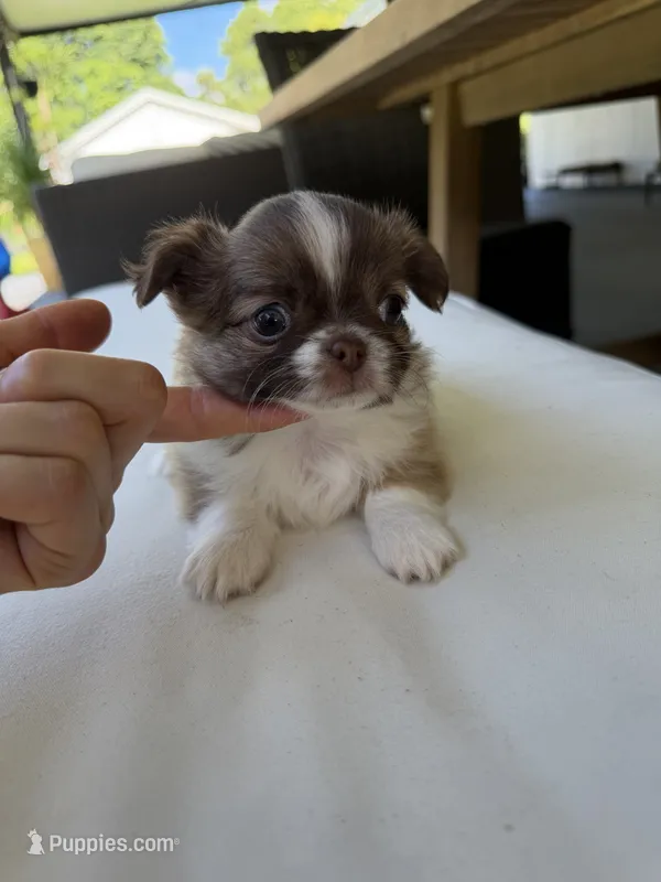 Rosalinda – Chihuahua puppy for sale in Miami, FL