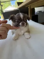 Rosalinda, a female Chihuahua for sale in Miami, FL – 1 of 1