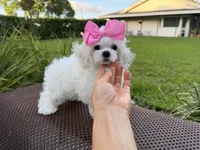 Tiny Chanel, a female Maltese for sale in Miami, FL – 2 of 3