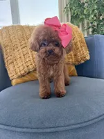 Mini Korean Bibi, a female Poodle - Toy  for sale in Miami, FL – 5 of 9