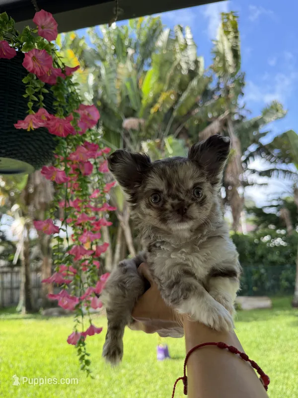 Choco merle girl – Chihuahua puppy for sale in Miami, FL