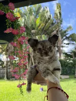 Choco merle girl, a female Chihuahua for sale in Miami, FL – 1 of 4