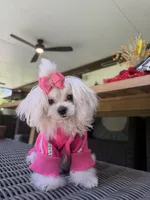 Mini Jolie, a female Maltese for sale in Miami, FL – 9 of 10