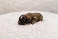 Brindle boy, a male Chihuahua for sale in Miami, FL – Photo 2 of 2