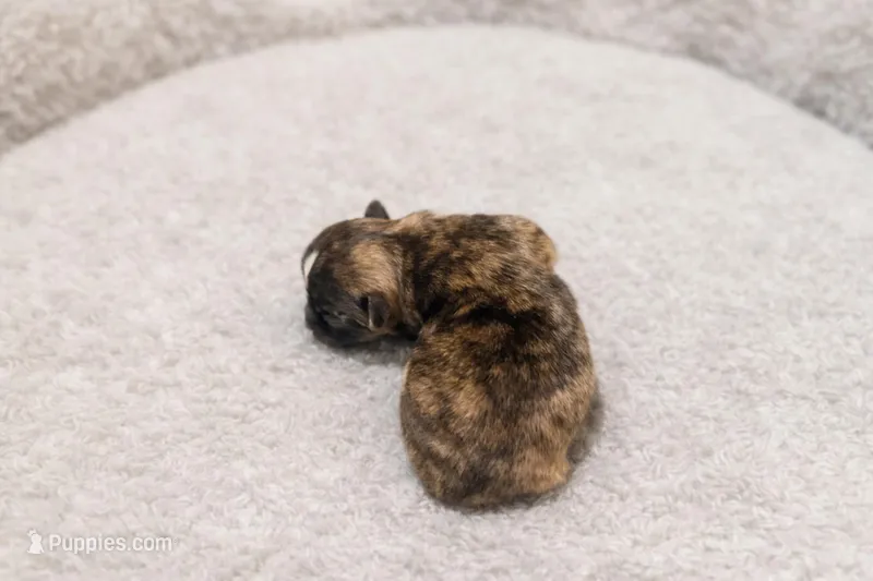 Brindle boy – Chihuahua puppy for sale in Miami, FL