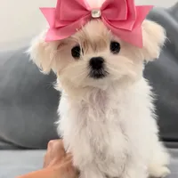 Korean Paris, a female Maltese for sale in Miami, FL – 1 of 1