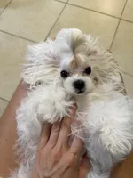 Tiny Chanel, a female Maltese for sale in Miami, FL – 4 of 5